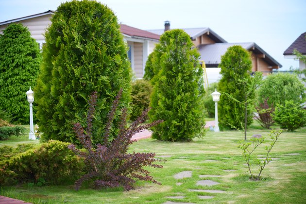 Beautiful garden