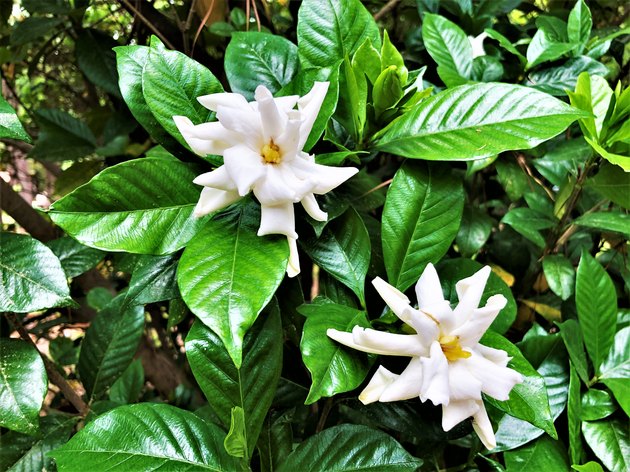 Gardenia flower