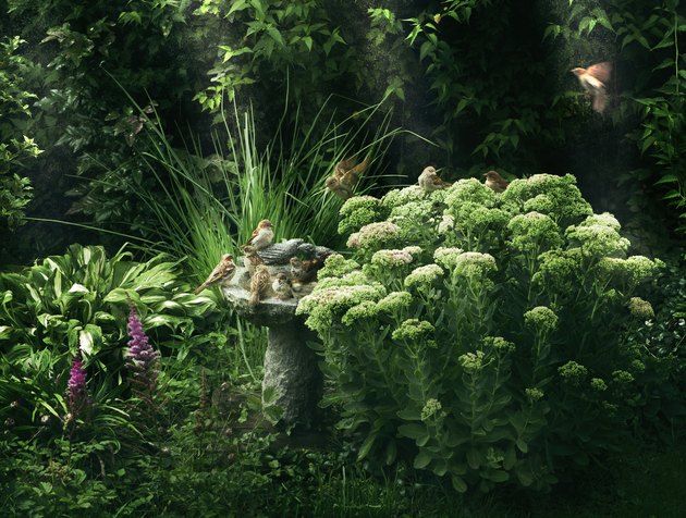 Green garden with rich growth and a bird bath.