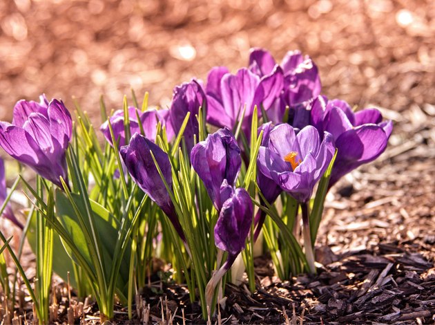 Blooming purple crocuses