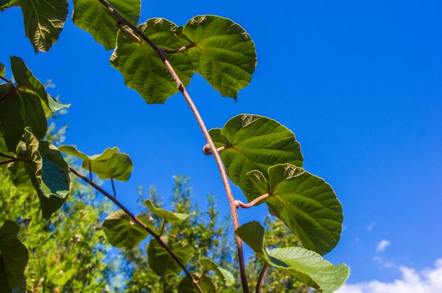 Green kiwi leaves on the vine, close up