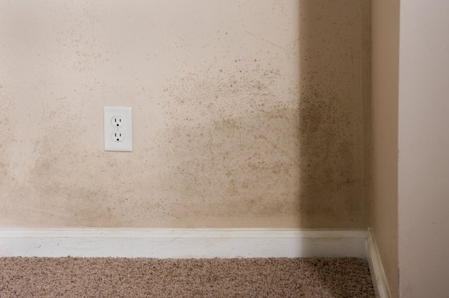 what-is-mold-resistant-drywall-hunker