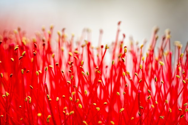 Beautiful brush like bright red flowers