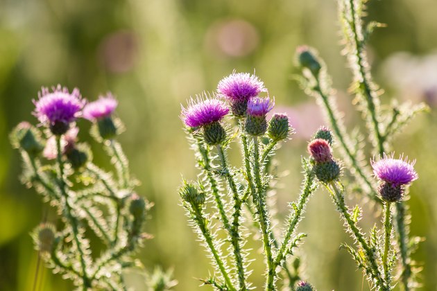 Thistle
