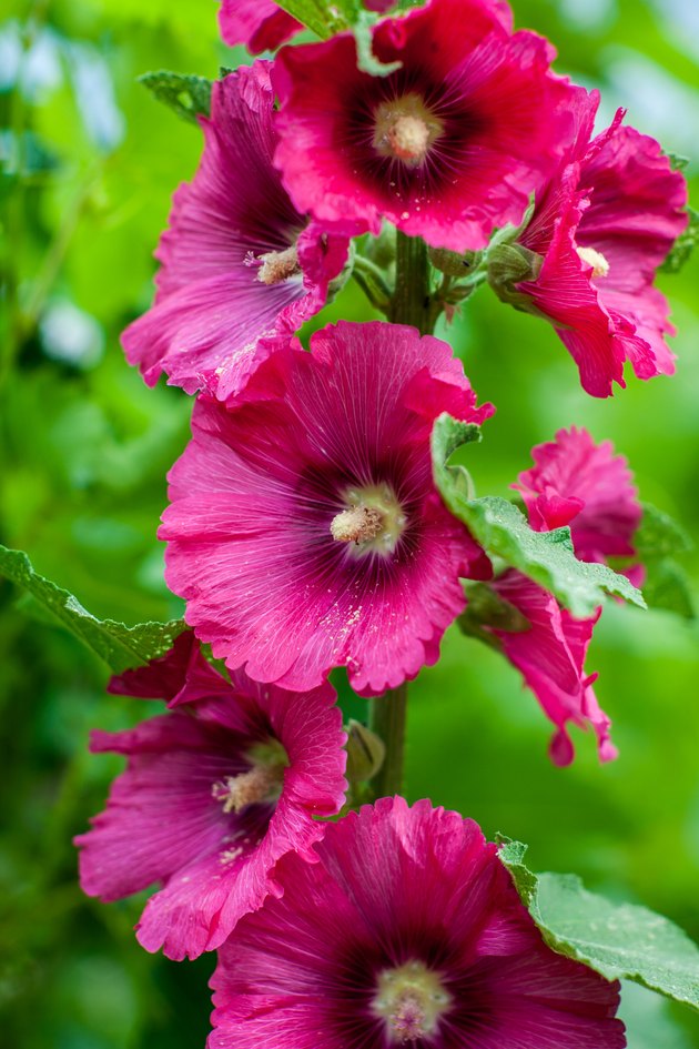 Beautiful large Althea flowering shrub in the sun.