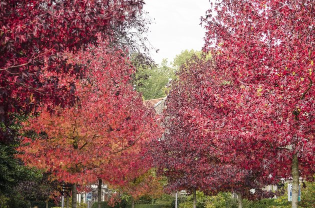 Sweet gum trees in a residential neighbourhood