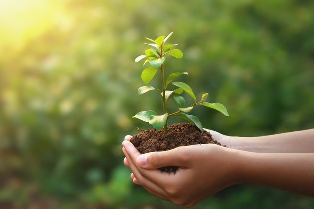 young plant