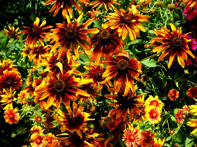 Flowerbed of Black-Eyed Susans