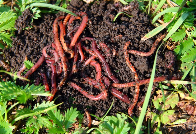 Many red worms in dirt