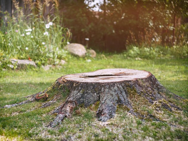 How to Remove a Tree Stump: A DIY Guide | Hunker