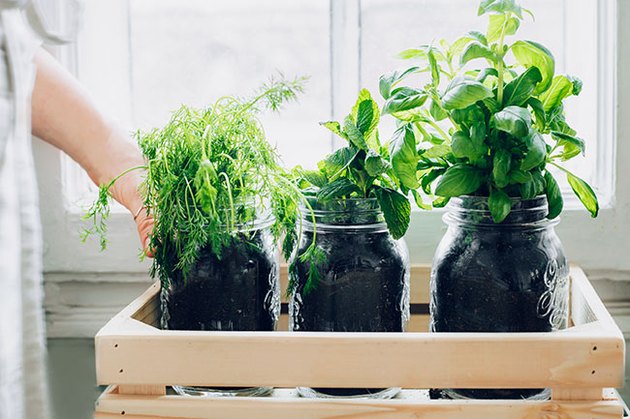 Herbs in glass jars by window; indoor garden