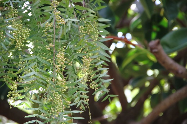 Can You Start A New California Pepper Tree From A Cutting? | Hunker