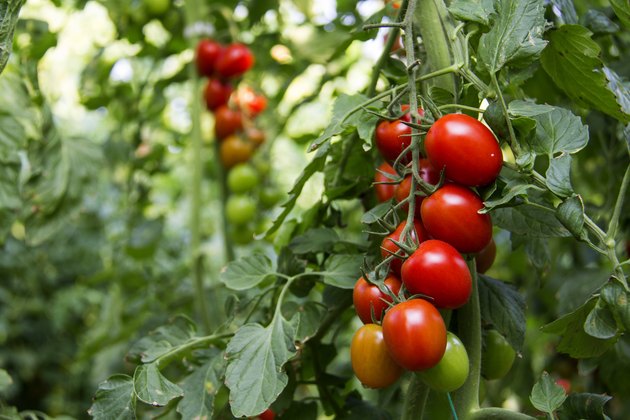 Green unripe tomatoes and red tomatoes.