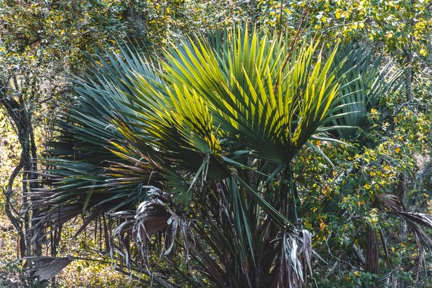 Saw Palmetto