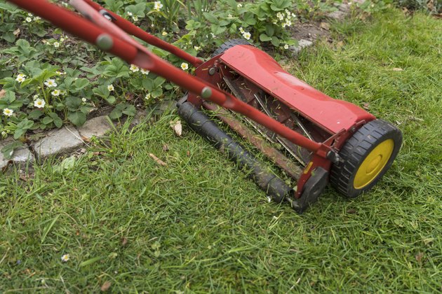 Push lawn mover in backyard