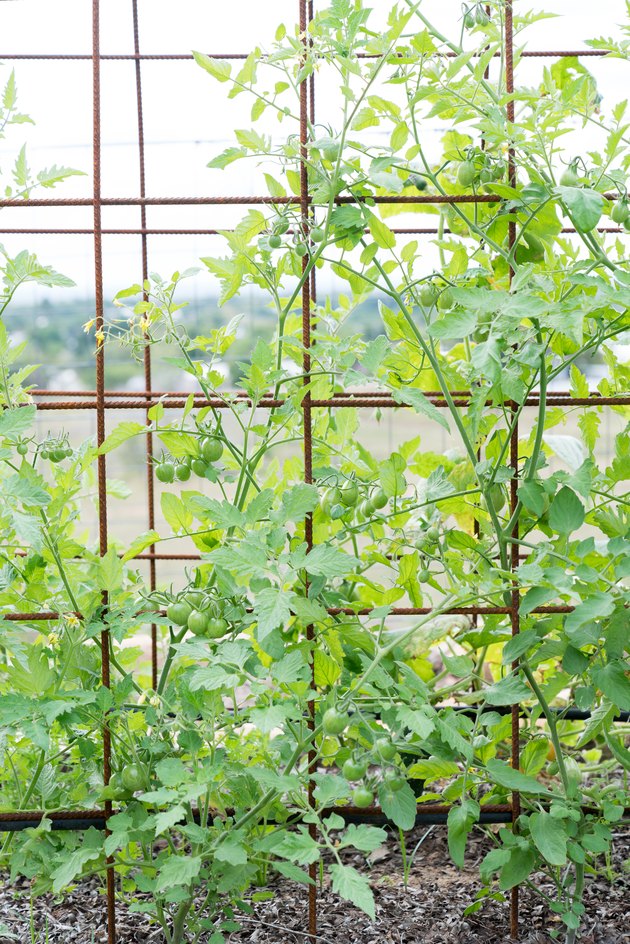 How to Build an Easy and Inexpensive DIY Garden Trellis for Climbing ...