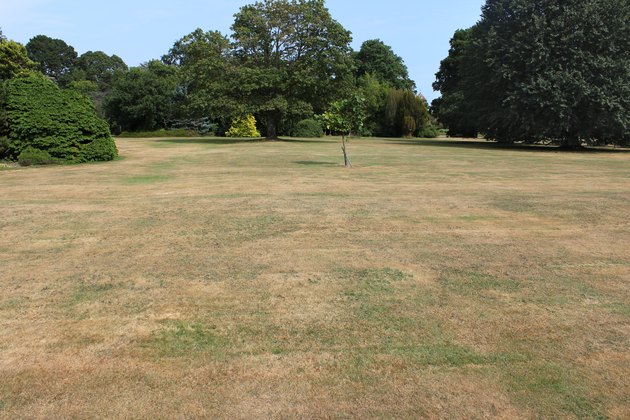 Dead grass on brown lawn, drought, hot dry summer weather