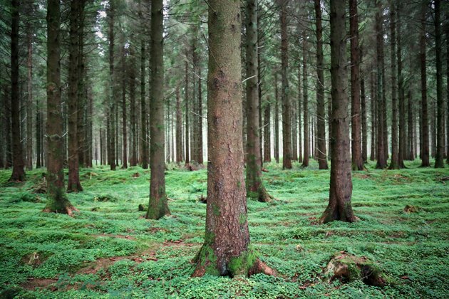 Plants or Shrubs That Grow Well Under Pine Trees | Hunker