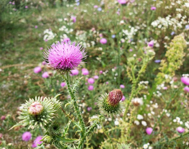 How To Grow Milk Thistle | Hunker