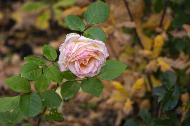 How to Revive Droopy-Headed Roses | Hunker