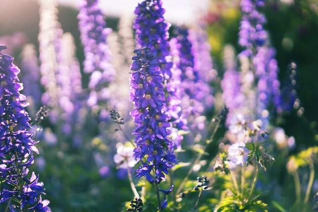 How to Grow Delphiniums | Hunker