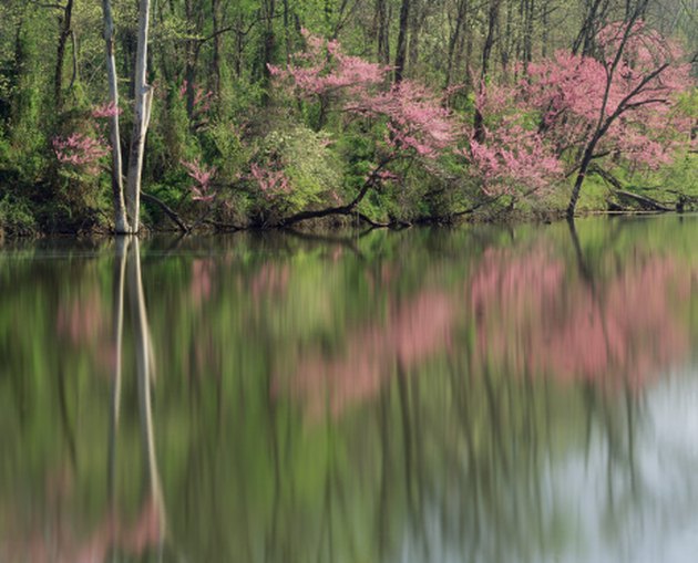 identification-of-flowering-trees-in-tennessee-hunker