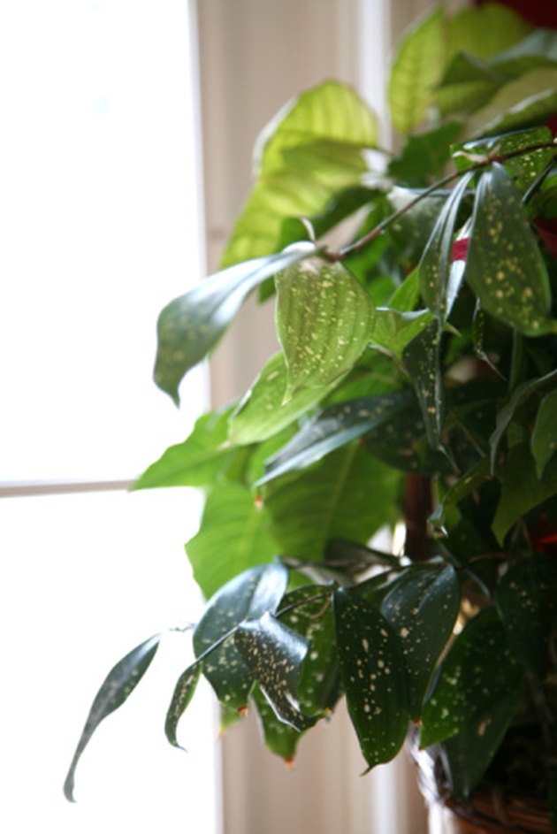 Why Are the Leaves on My Pothos Turning Yellow? | Hunker