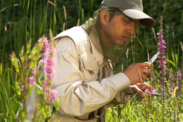 What We Call A Person Who Studies Plants