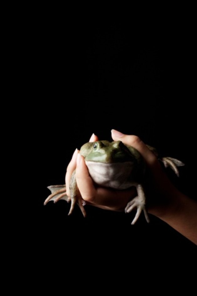 home remedies to keep frogs out of pool
