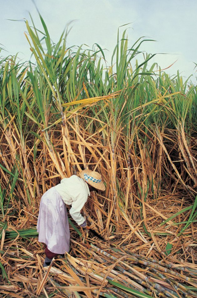 How to Grow Sugar Cane from Seed | Hunker