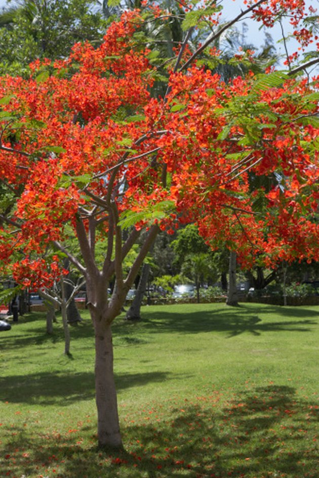 Trees That Bloom Orange Flowers Hunker