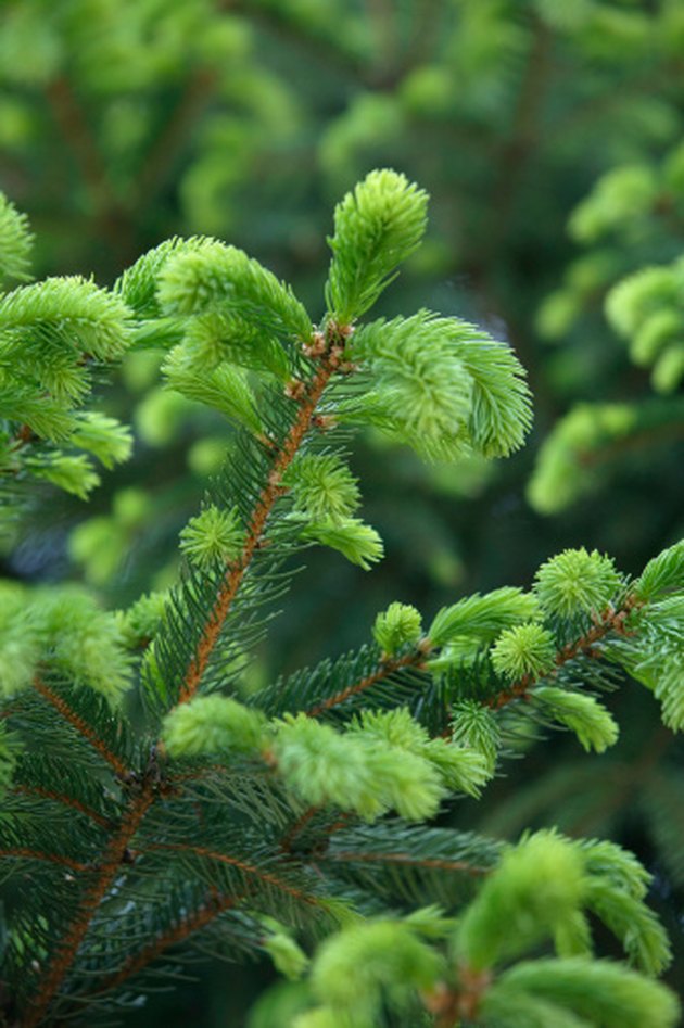 How to Make Evergreens Grow Faster | Hunker