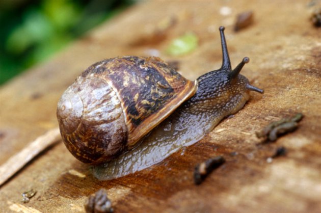 How To Tell If a Land Snail Is Dead | Hunker