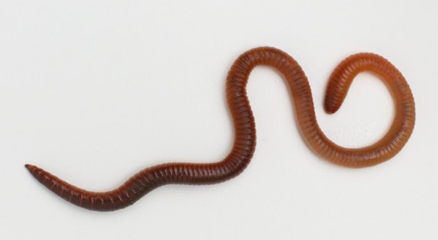 How Does an Earthworm Sense Light? | Hunker