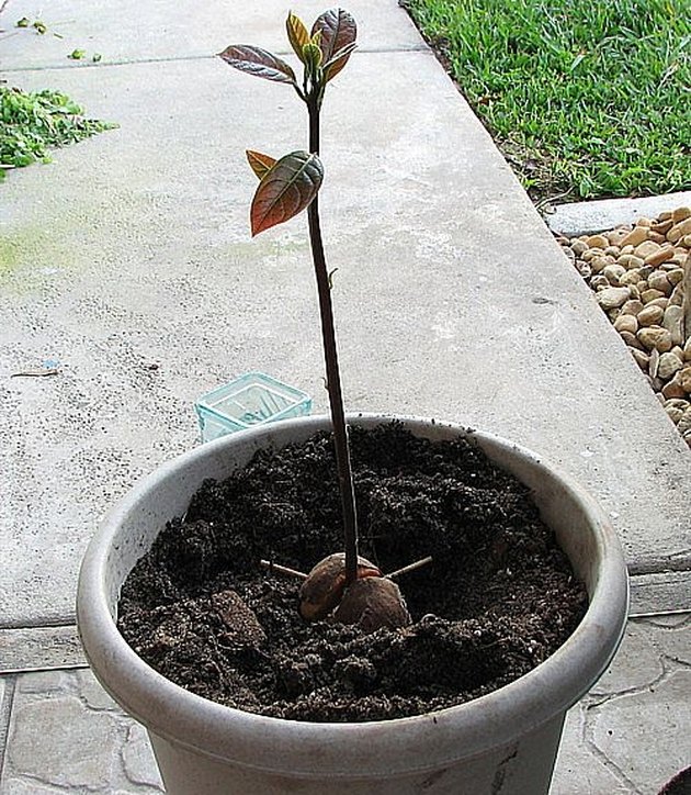 how-to-grow-avocado-in-a-pot-hunker