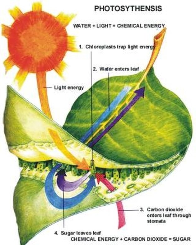 how-do-plants-make-their-own-food-hunker