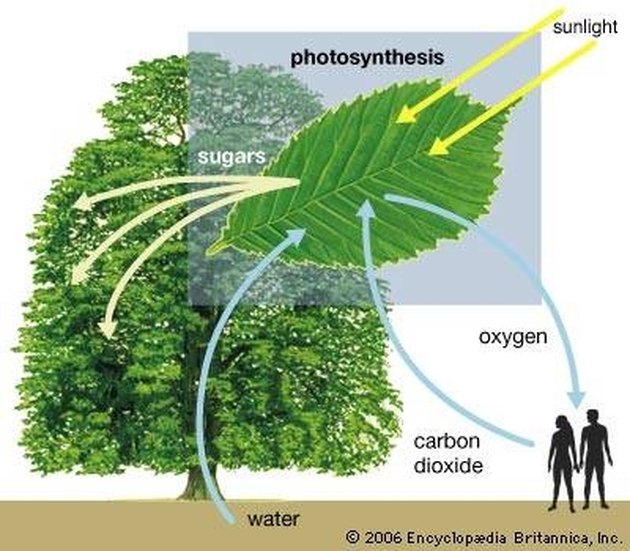 How Do Plants Make Their Own Food? Hunker