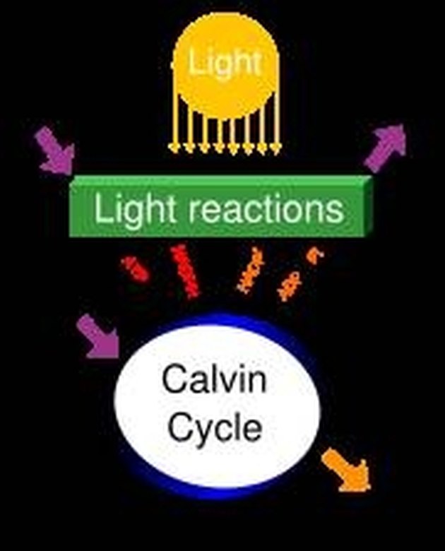 How Do Plants Create Their Own Food