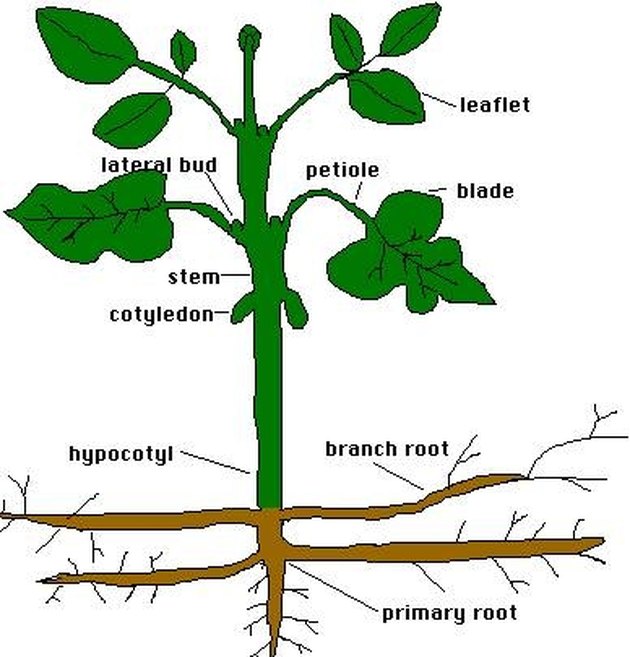 How Do Plants Store Excess Sugar? | Hunker