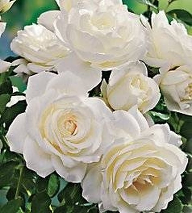 How To Prune Iceberg Roses