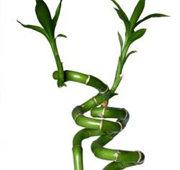 How to Shape Lucky Bamboo | Hunker