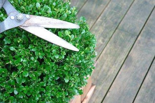 how-to-trim-boxwood-hedges-into-designs-hunker