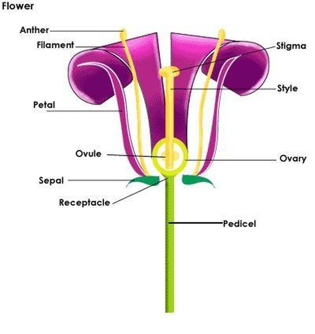 Hibiscus Flower Male And Female Parts Diagram Of Hibiscus Flower