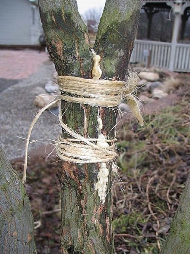 How To Repair A Split Tree Hunker