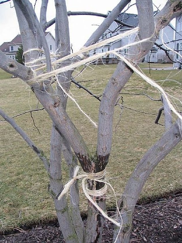 How To Repair A Split Tree Branch