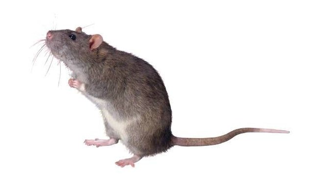 How to Get Rid of Mice Permanently | Hunker