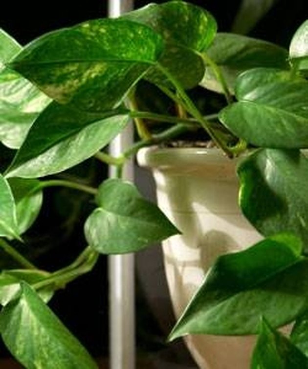 How to Identify Green House Plants | Hunker