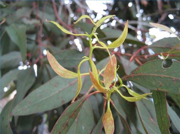 How To Grow Eucalyptus Indoors | Hunker