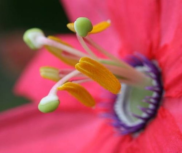 What Is Function Of The Pistil In Flowers Hunker