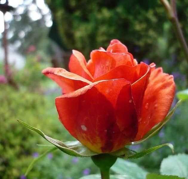 What Are the White Spots on Rose Bushes? Hunker